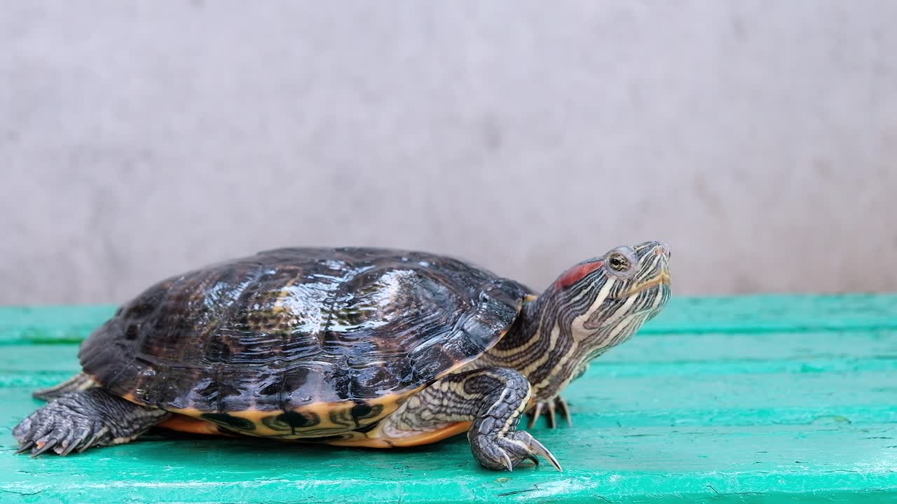 Red-Eared Slider Turtle on a Wooden Surface