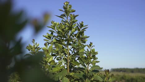 tall yerba mate plant coming into view on plantation in argentina