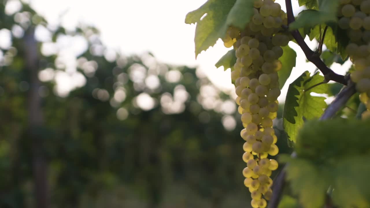 포도원에 흰 포도