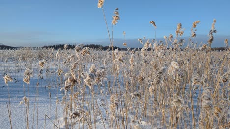 Paisaje-Invernal-Con-Cañas-Heladas,-Mar-Congelado-En-Un-Día-De-Invierno