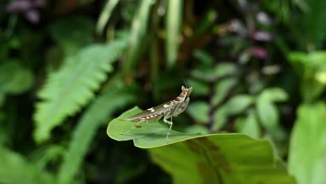 mantis de flores enjoyadas descansando sobre una hoja balanceándose sobre piernas con follaje en el fondo