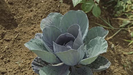 static shot of a red cabbage plant ready to be harvested in a vegetable garden