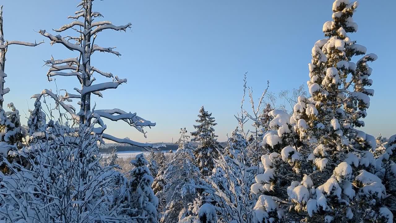 Vinterskov med snedækkede træer mod blå himmel, Finland