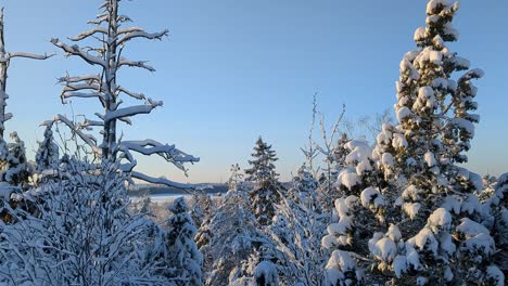 bosque de invierno con árboles nevados contra el cielo azul, finlandia