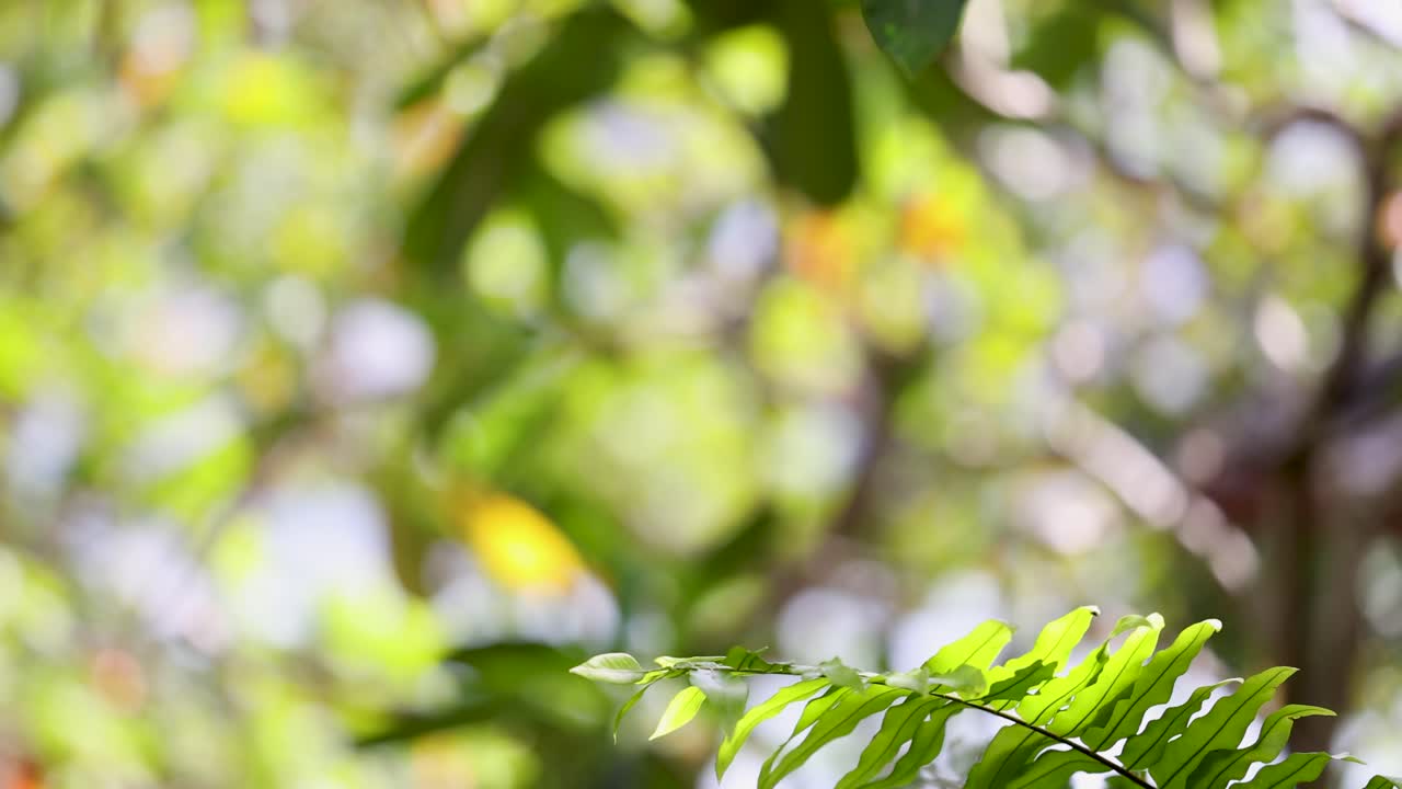 흐릿한 배경으로 페른 잎의 클로즈업