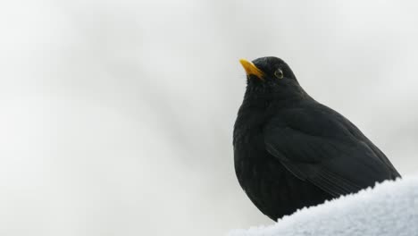 Black-Bird-Wild-Isolated-White-Winter-Frost