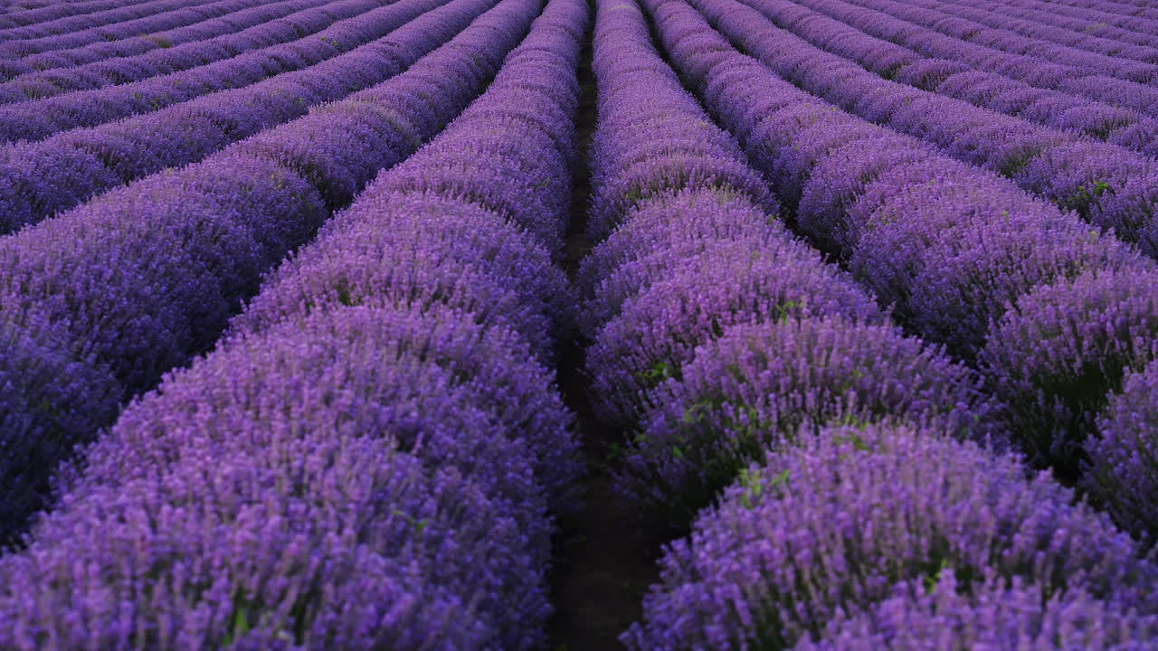 Stunning wide shot of a purple lavender field in full bloom, stretching to the horizon