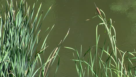 koi swim past cattail plants on the edge of a pond