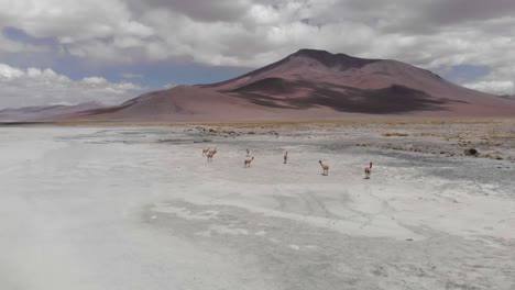 aerial: small herd of wild vicuna at uyuni salt flat in bolivian andes