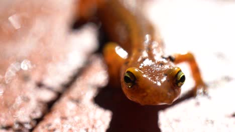 Extreme-Nahaufnahme-Des-Gesichts-Eines-Langschwanzsalamanders,-Der-In-Die-Kamera-Blickt