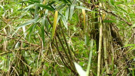 Ein-Gelbschenkel-Binsenfink,-Der-Auf-Den-Bambuspflanzen-Im-Dschungel-Von-Costa-Rica-Hockt-–-Mittlere-Aufnahme