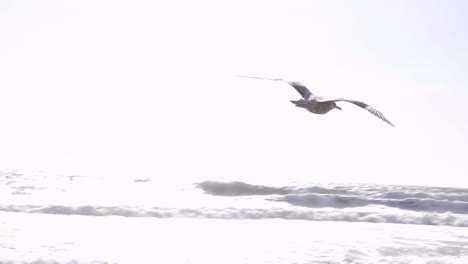 Möwe-Fliegt-Vor-Sonnenuntergang-Am-Strand-Von-Santa-Monica,-La,-Ca