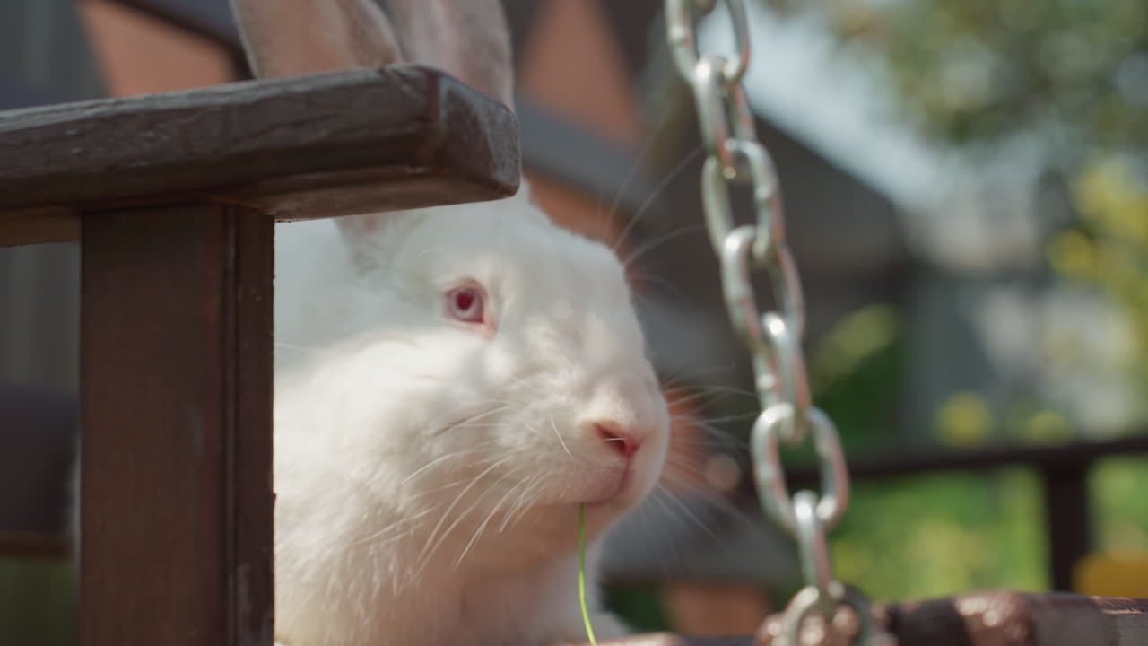 Serene Outdoor Environment Showcasing Gentle Dazed Albino Rabbit Companionship, Tranquil Backyard Scene Emphasizing Peaceful Atmosphere Along With Inquisitive Albino Rabbit Resting Peacefully