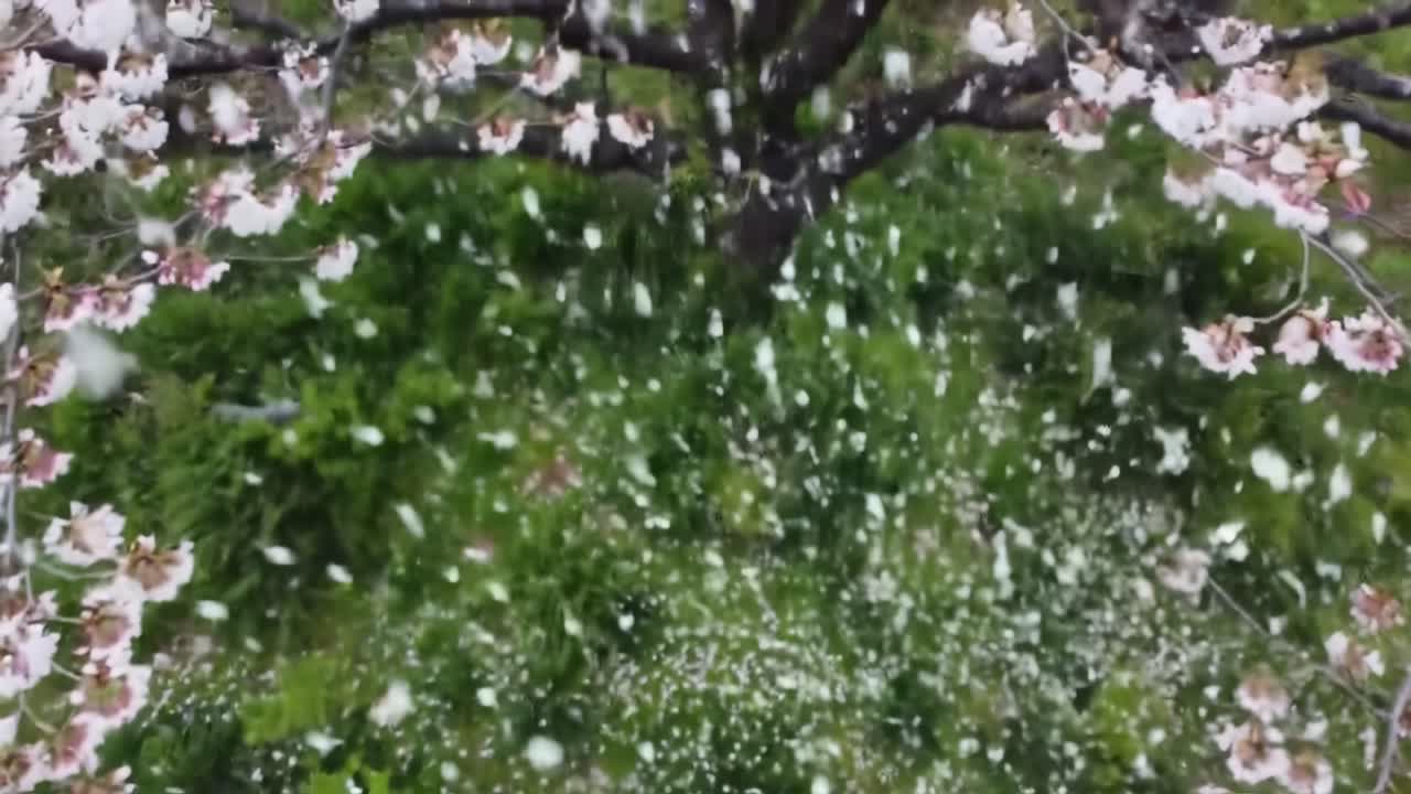 A stunning visual of cherry blossom petals swirling through the air, creating a mesmerizing and tranquil scene in a lush green garden, capturing the essence of spring's beauty