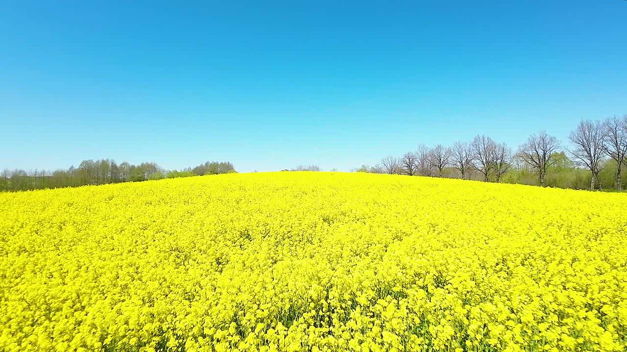 울창한 노란색 라프시드 의 드론 영상 - 근접하고 느리게