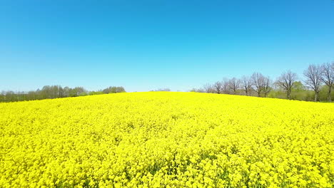 Drohnenaufnahmen-Eines-üppig-Gelben-Rapsfeldes-–-Nah-Und-Langsam