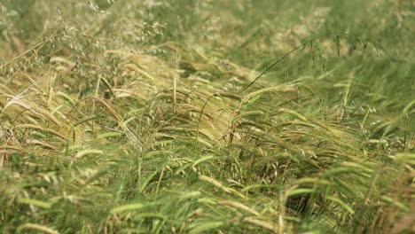 toma en cámara lenta de centeno y trigo ondeando en tierras de cultivo de praderas