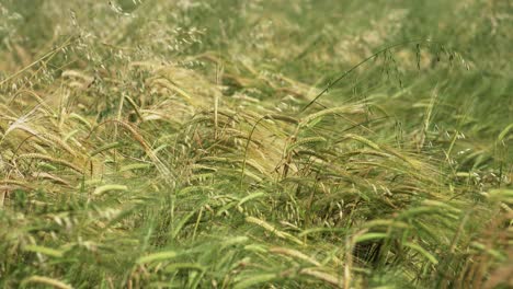 slow motion shot of rye and wheat waving in prairies farmland