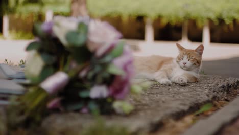 focus pull shot, pink rose bouquet to a sleepy stray cat in the background