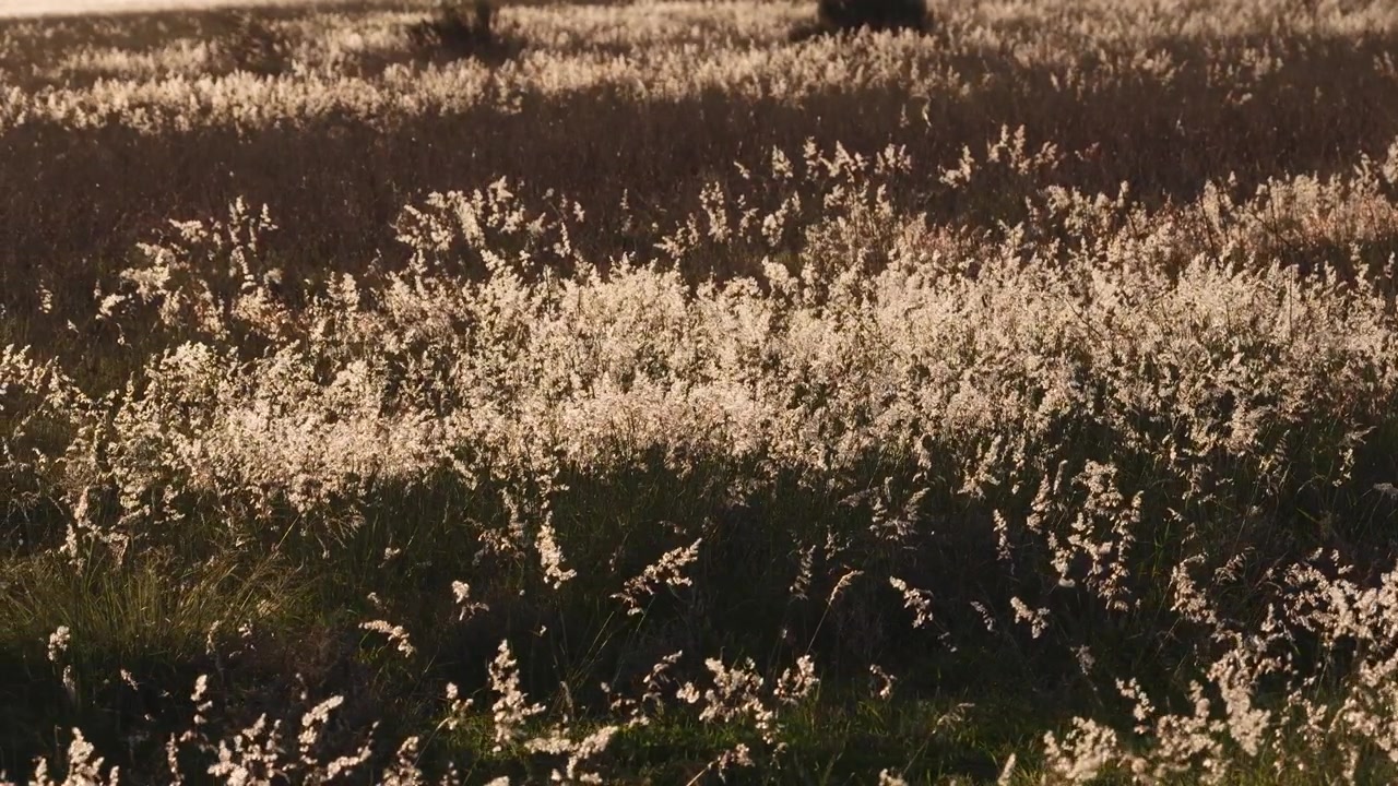 Aerial Wild Grass Swaying in the Wind in a Field at Sunset, Close Up 4K