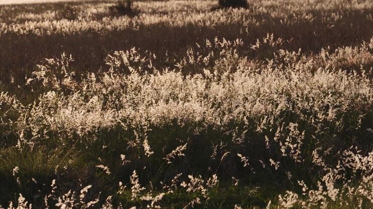 Erba selvatica aerea che ondeggia al vento in un campo al tramonto, primo piano 4K.