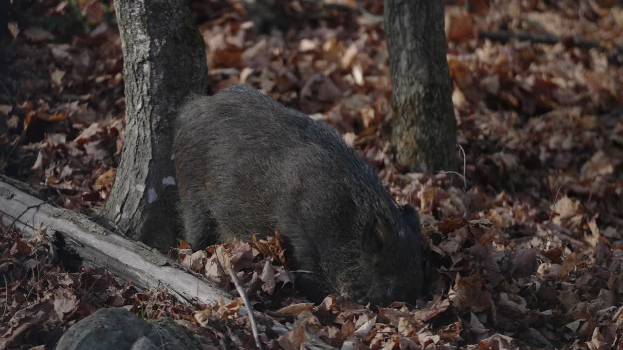 jabalí en busca de comida en terreno forestal en el parque omega, quebec, canadá