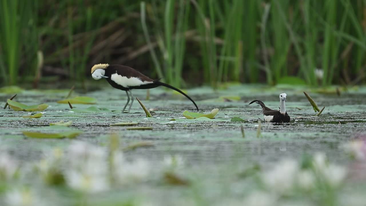 Jacanas walk lightly over lily leaves feeding on hidden insects