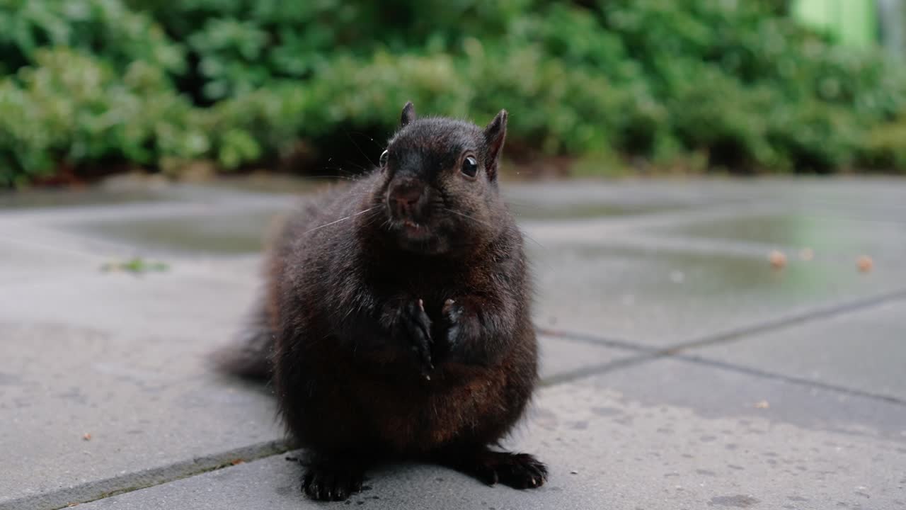 귀여운 다람 ⁇ 가 뒷마당에서 땅에서 견과류를 먹고 있습니다.