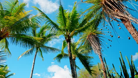 cámara lenta amplia disparada altas palmeras de coco tropicales en el complejo de playa