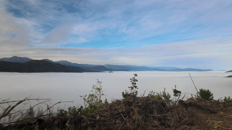 green landscape of native forest with clouds in chile