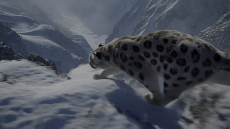 snow leopard moving through snowy mountain landscape