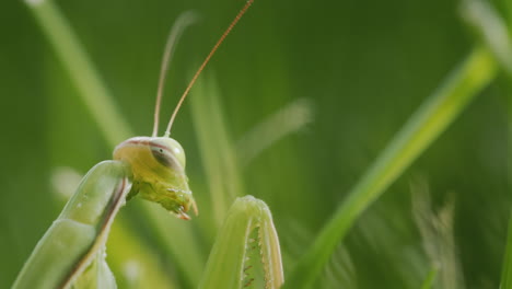 Mantis-Religiosa-Depredadora-En-Hierba-Verde.-Criatura-Asombrosa.-Vista-Lateral