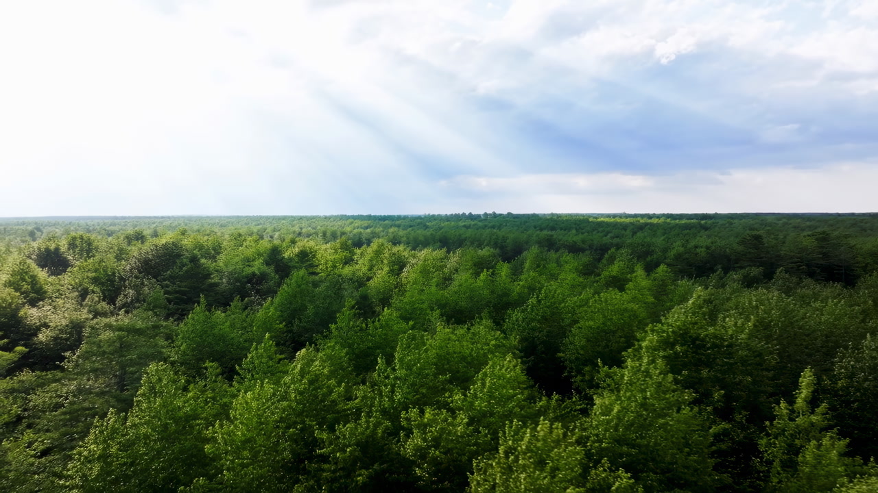 Sunlit Treetop Canopy Under Bright Sky, Wide Aerial Panorama With Soft Sun Rays Piercing Cloud, Dense Lush