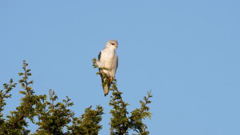 南非的黑翼风筝 (black-winged kite) 在树顶上休息