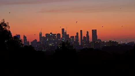 Murciélagos-Volando-Por-El-Horizonte-De-La-Ciudad-Al-Atardecer-Victoria-Australia