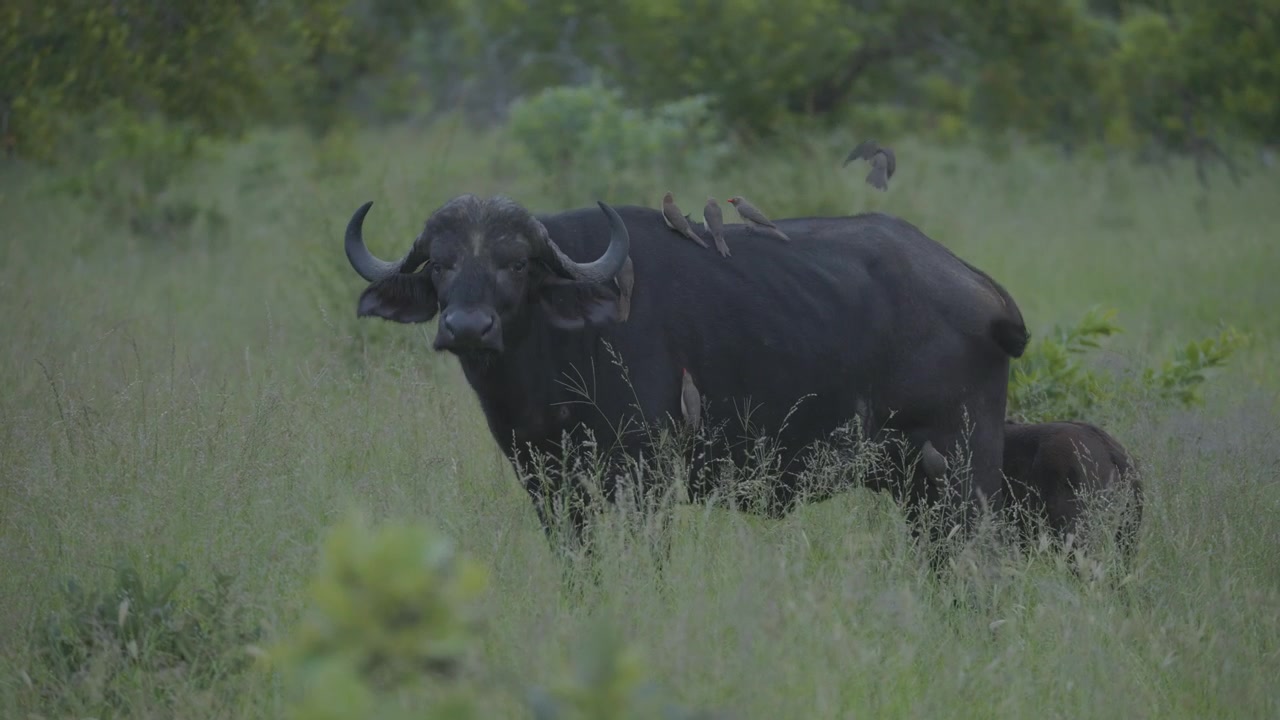 A Cape buffalo stands in tall grass while a calf nurses and several oxpeckers perch on the adult's back in a natural savanna habitat.