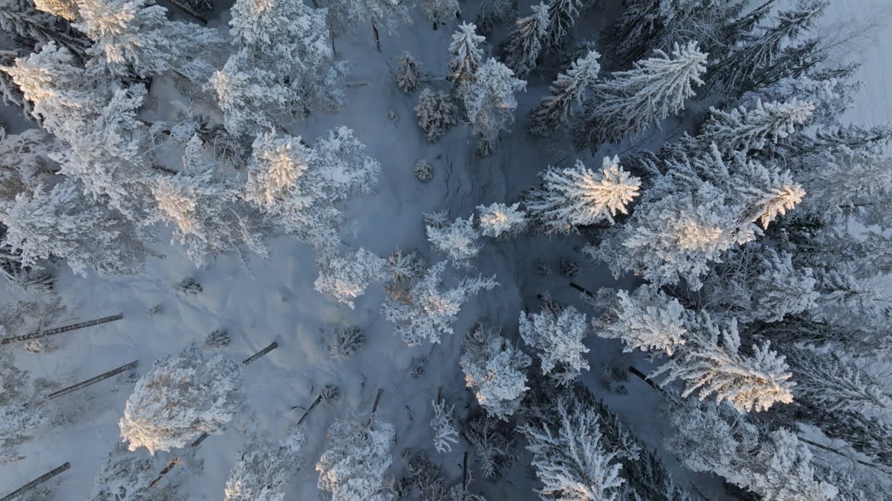 Flyfoto av en snødekt vinterskog