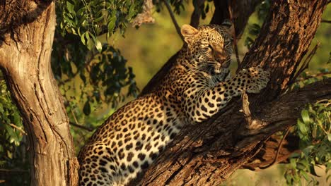 un leopardo afilando sus garras en un árbol, el parque nacional kruger
