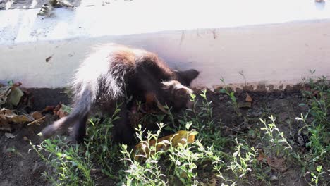 feral and wild black kitten digs in garden