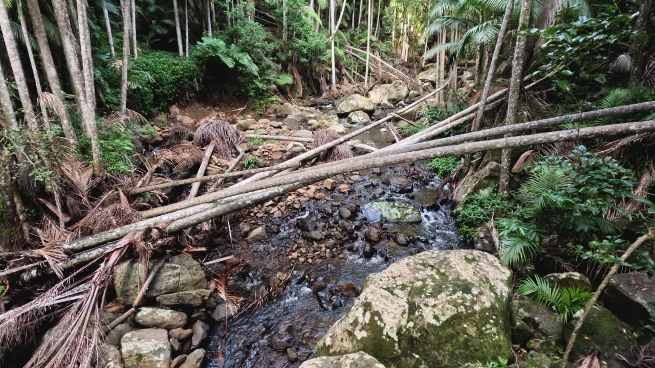 un arroyo de bosque sereno con árboles caídos