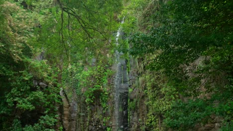jungle waterfall in madeira portugall , deep in the green forest