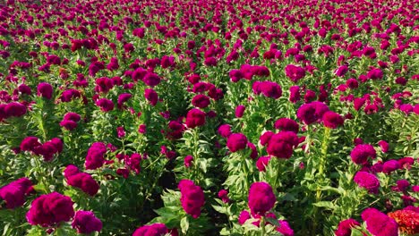 Imágenes-De-Campo-De-Flores-De-Terciopelo-O-Terciopelo