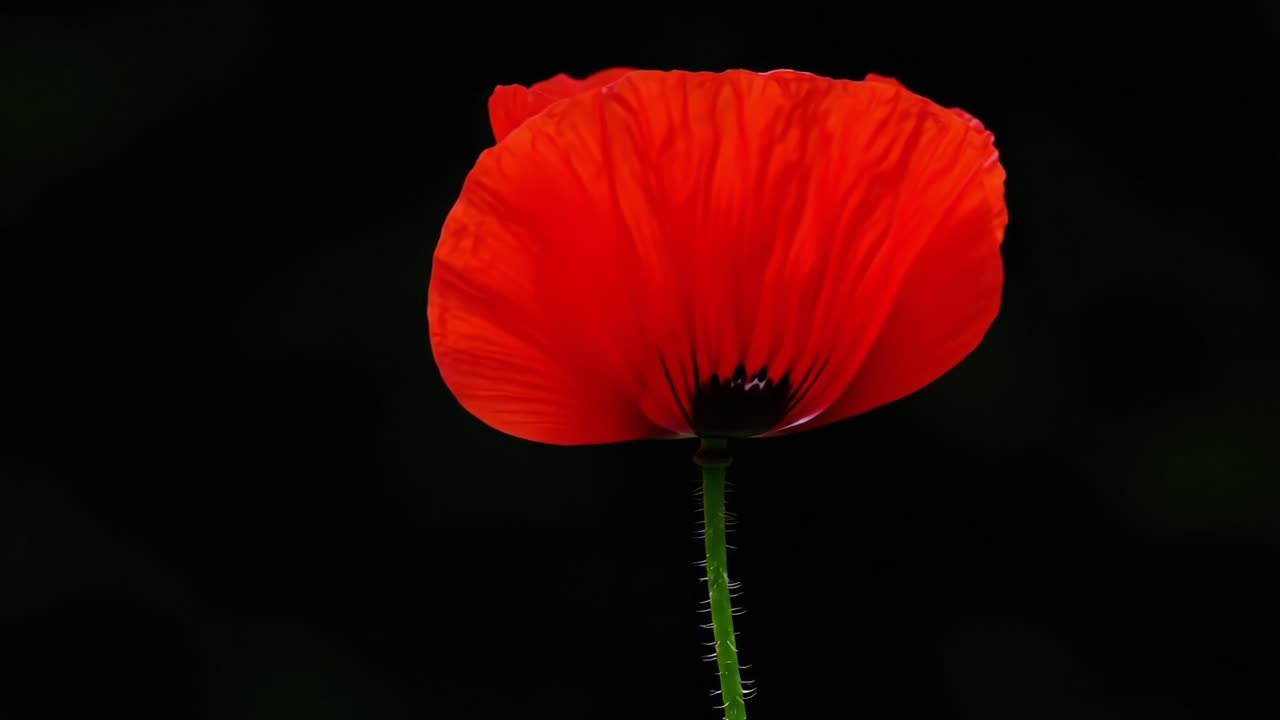 A Captivating Close-Up of a Vibrant Red Poppy Flower Against a Dark Background, Highlighting Its Intricate Petals and Natural Beauty in Stunning Detail
