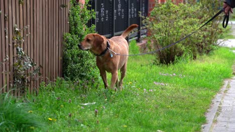 perro caminando por la acera olfateando en la hierba