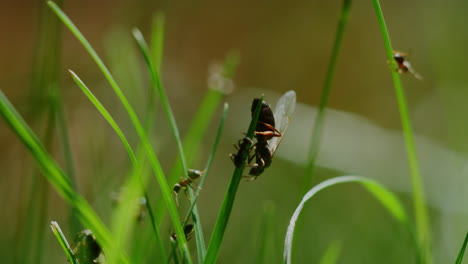 Männliche-Und-Weibliche-Fliegende-Ameise-Klettern-Etwas-Gras-Hinauf