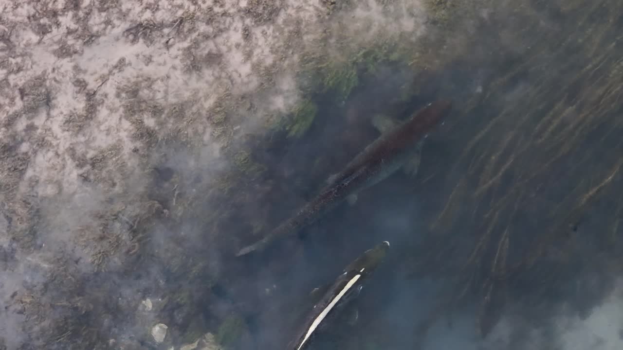 Close-up top-down view of Chinook salmon spawning in shallow water, stirring sediment