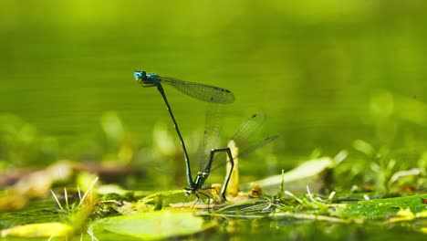 Vista-Panorámica-De-Dos-Libélulas-Apareándose-En-Un-Entorno-De-Río-Verde