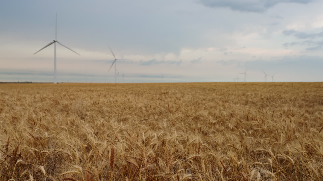 Swaying wheat in peaceful fields and wind energy turbines