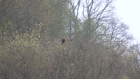 A-sea-eagle-sits-on-a-tree-looking-for-food