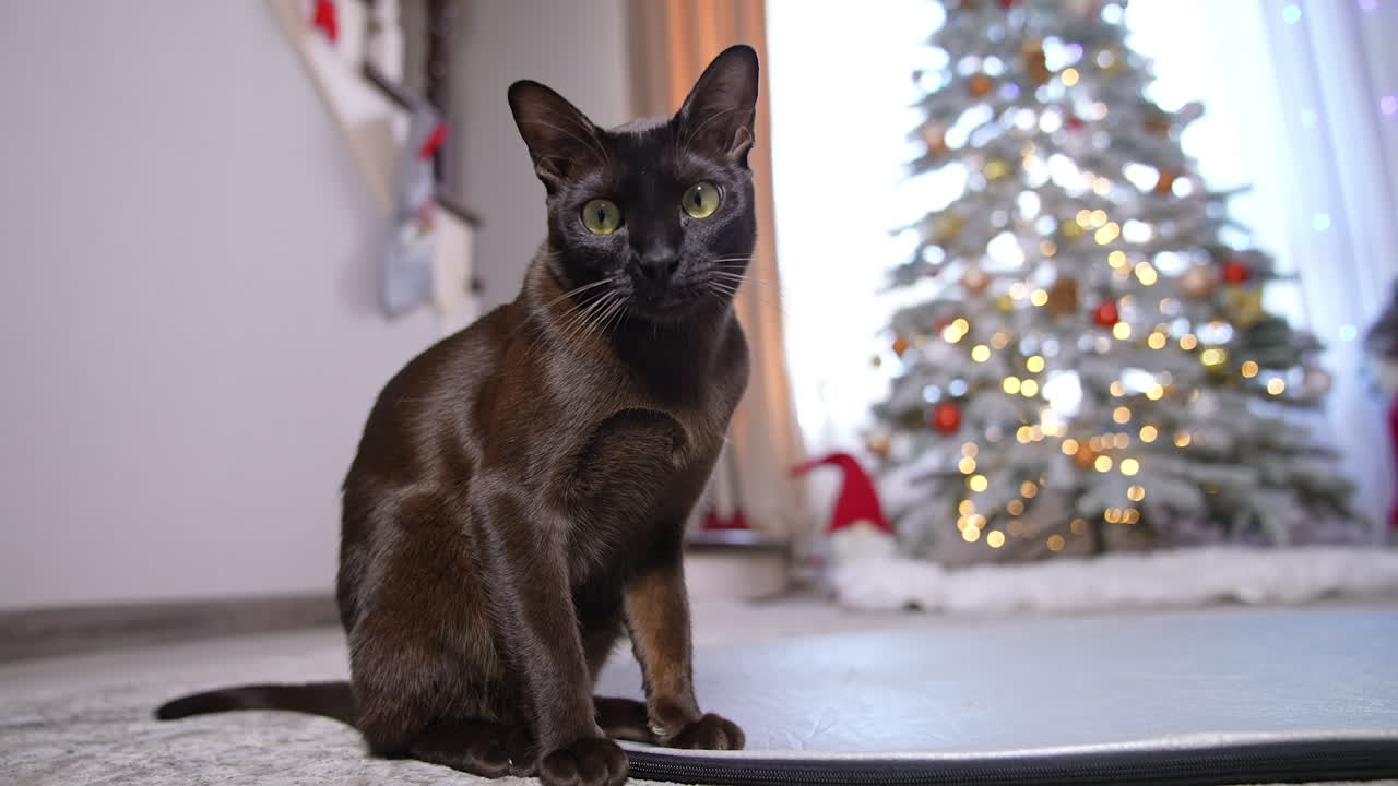 Black cat sitting in front of a christmas tree
